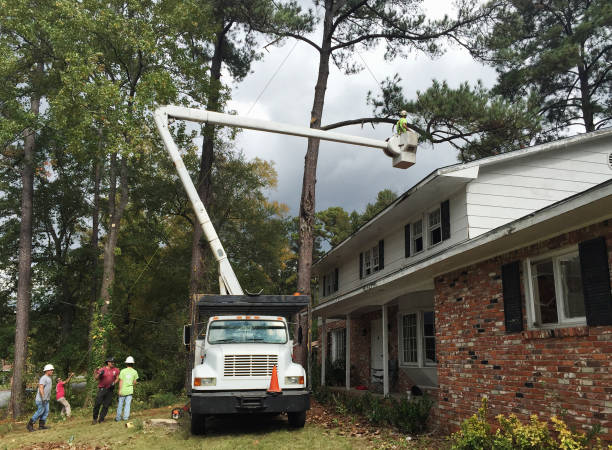 Tree and Shrub Care in Calabash, NC